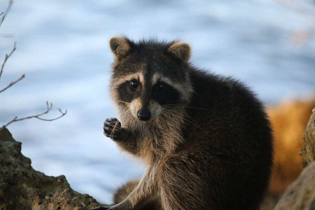 Why we are called a raccoon